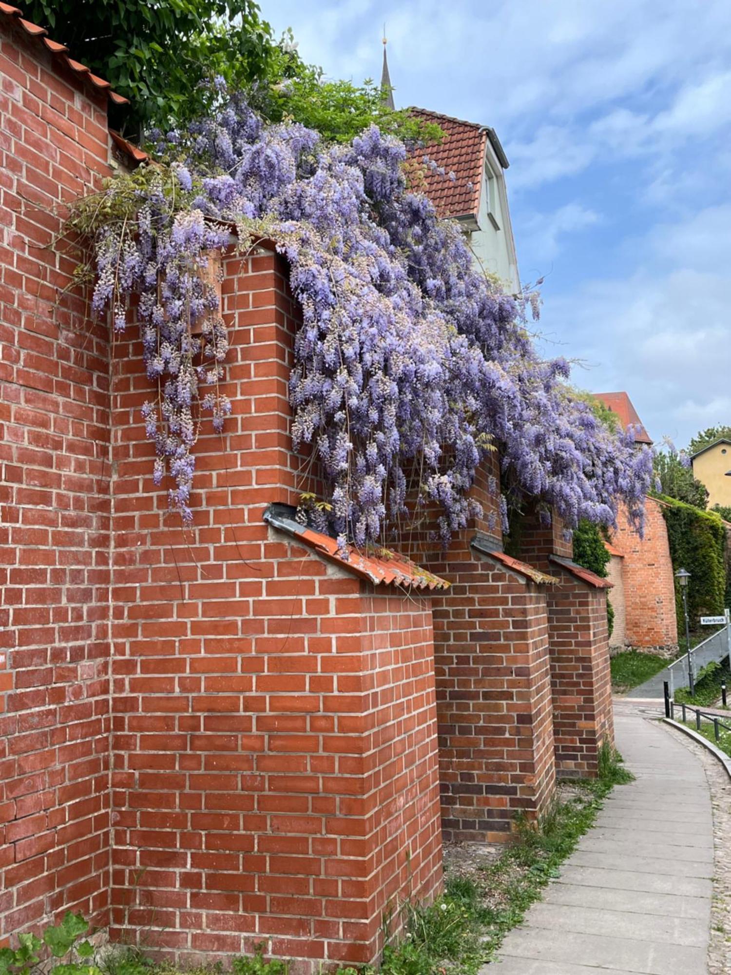Ferienwohnung An Der Historischen Stadtmauer รอสต็อค ภายนอก รูปภาพ
